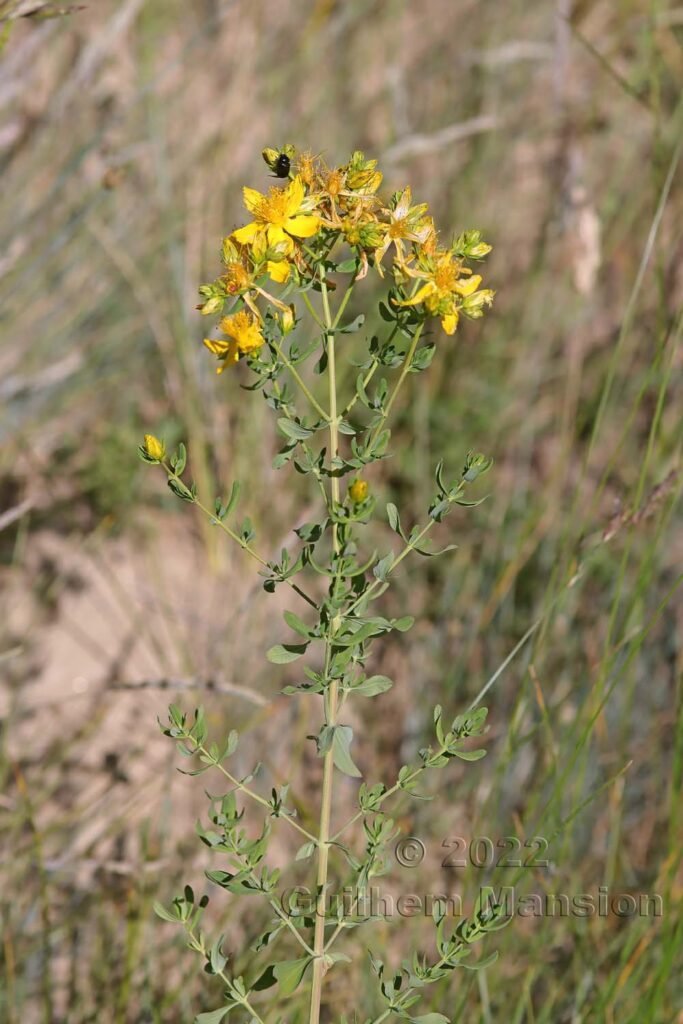 Hypericum perforatum vers Zeneggen (Suisse, Valais)