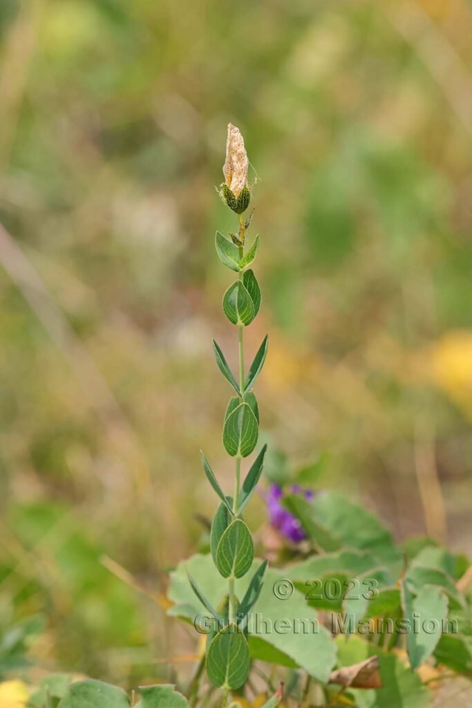 Hypericum richeri vers La Dole (Suisse, Vaud)