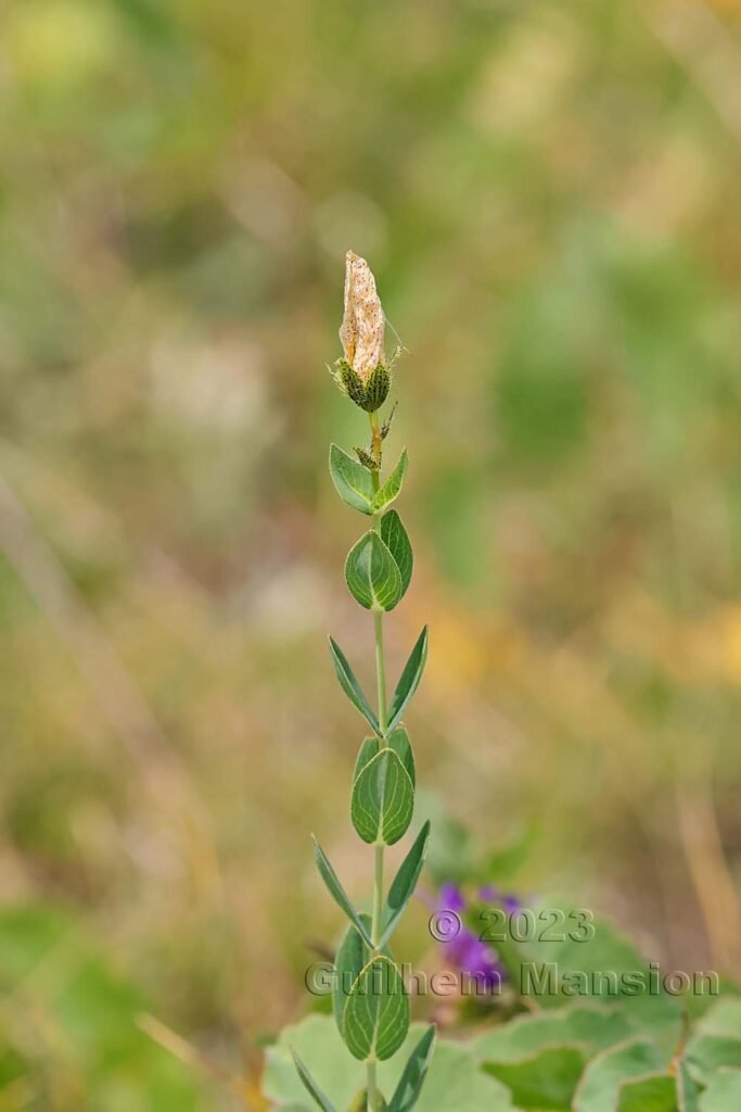 Hypericum richeri vers La Dole (Suisse, Vaud)