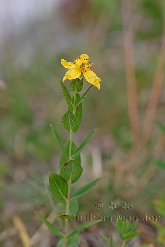Hypericum richeri vers La Dole (Suisse, Vaud)