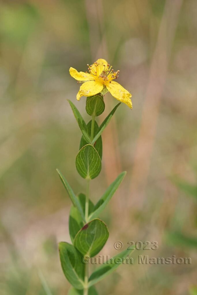 Hypericum richeri vers La Dole (Suisse, Vaud)