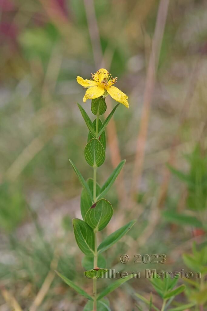 Hypericum richeri vers La Dole (Suisse, Vaud)