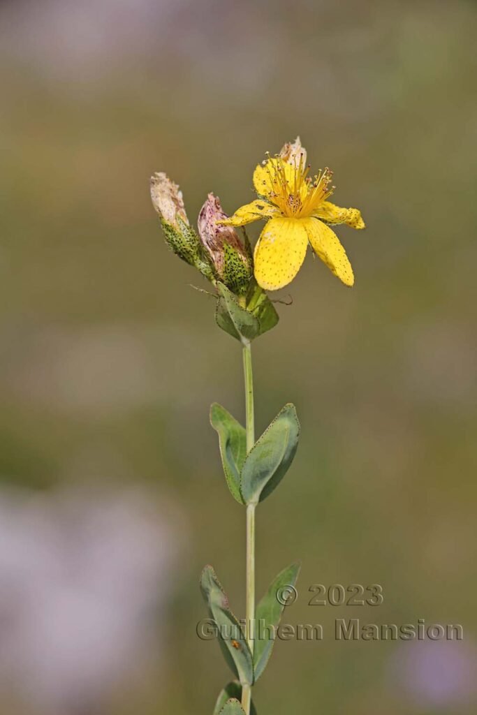 Hypericum richeri vers La Dole (Suisse, Vaud)
