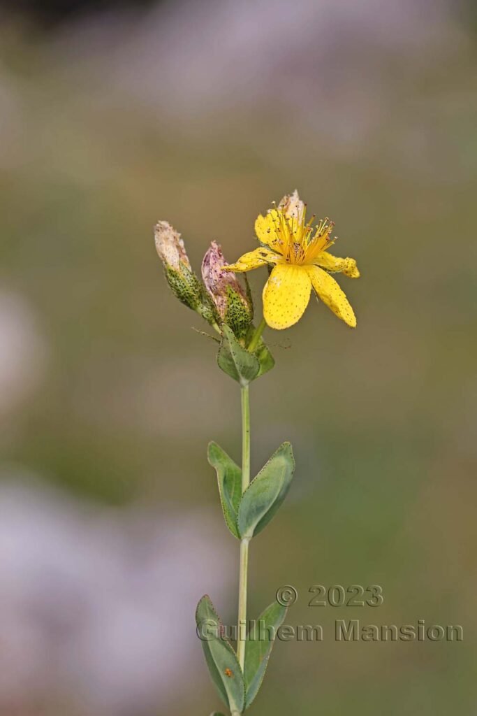 Hypericum richeri vers La Dole (Suisse, Vaud)