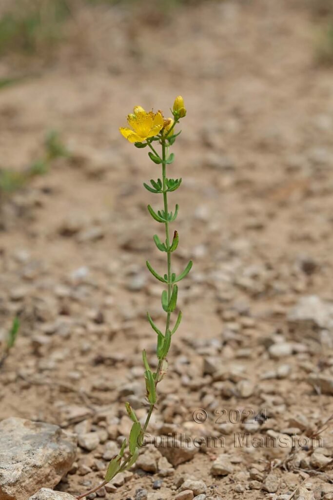 Hypericum sp. vers Poulx (France, Gard)