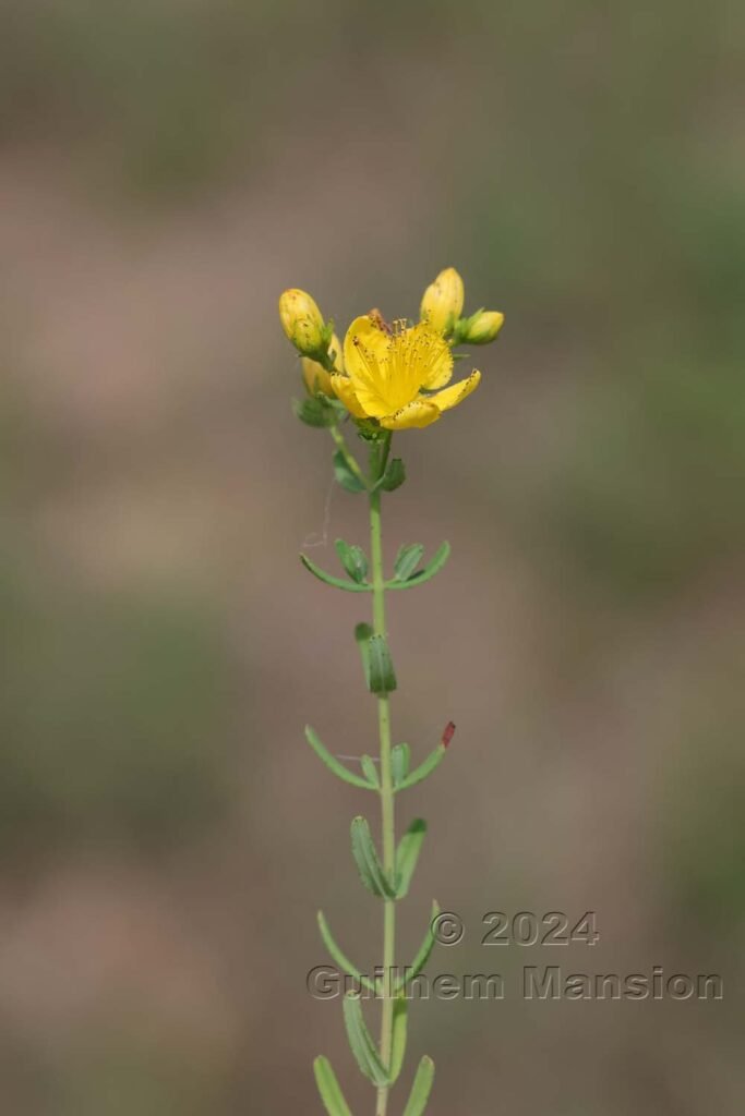 Hypericum sp. vers Poulx (France, Gard)