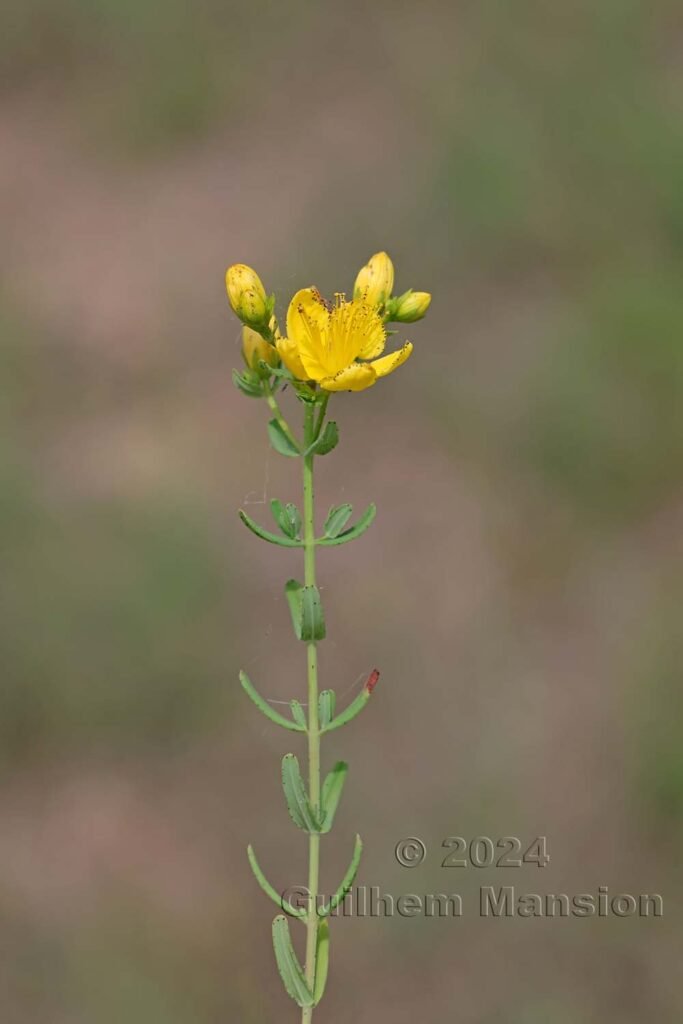 Hypericum sp. vers Poulx (France, Gard)