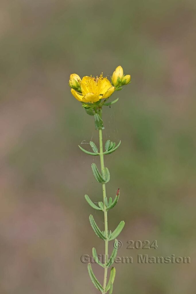 Hypericum sp. vers Poulx (France, Gard)