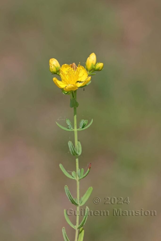 Hypericum sp. vers Poulx (France, Gard)