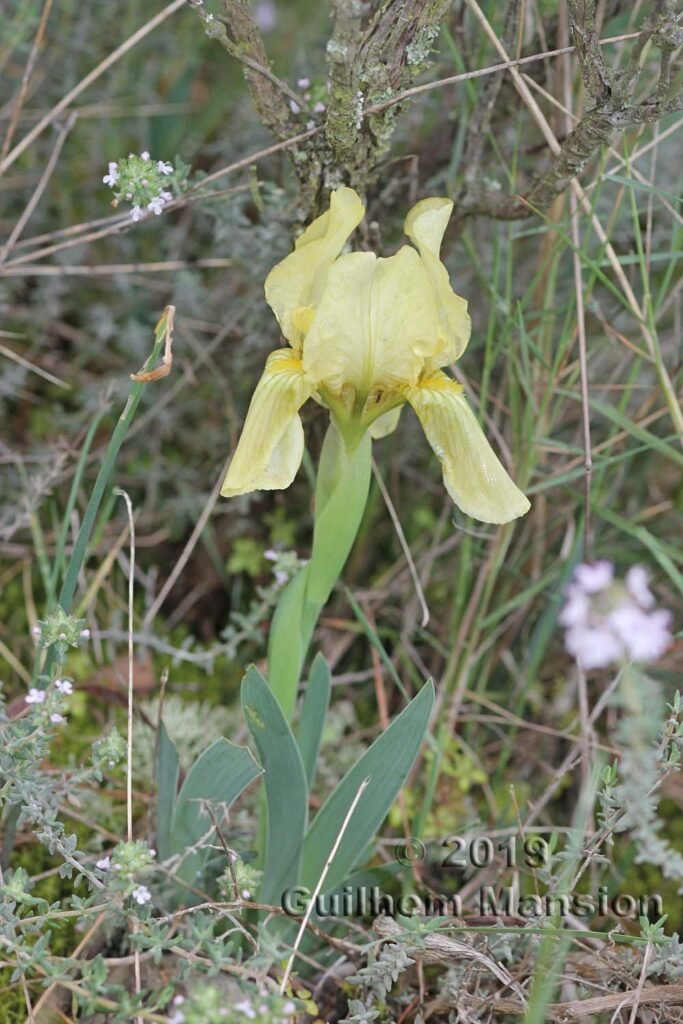 Iris lutescens vers Poulx (France, Gard)