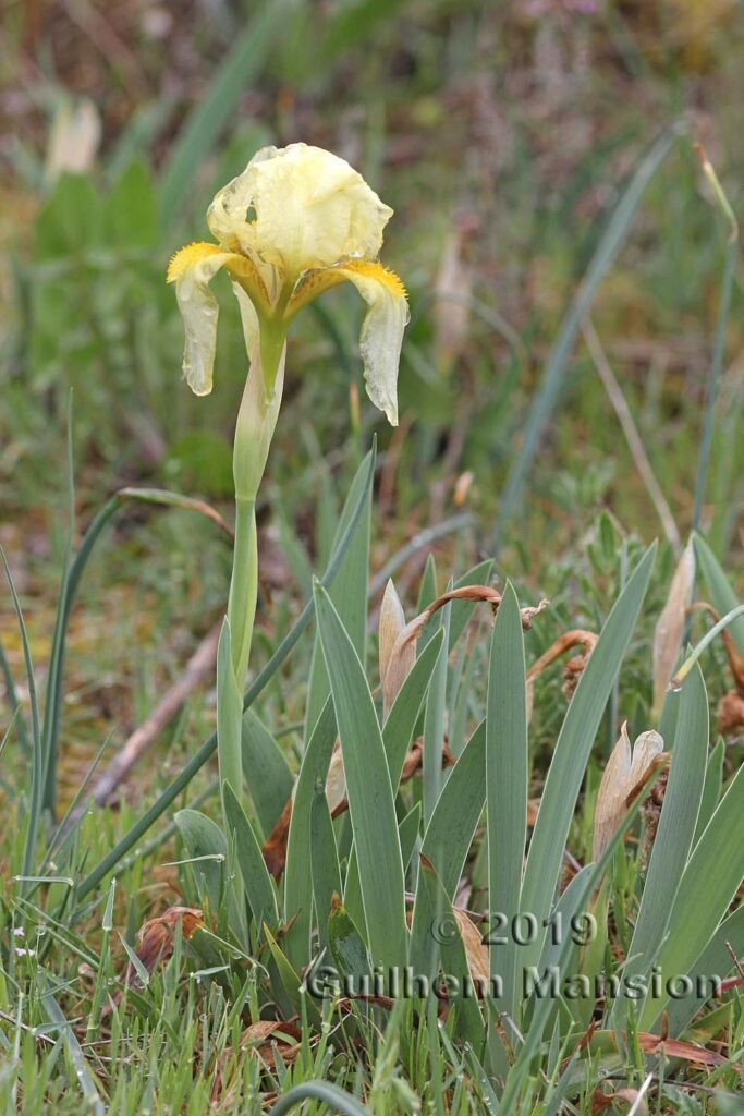 Iris lutescens vers Poulx (France, Gard)
