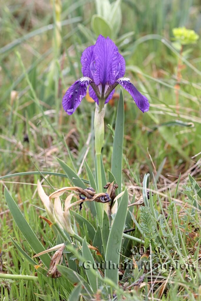 Iris lutescens vers Poulx (France, Gard)