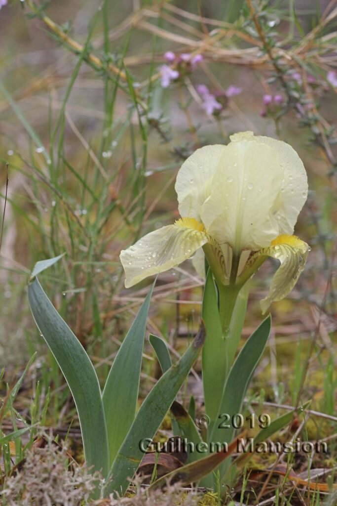 Iris lutescens vers Poulx (France, Gard)