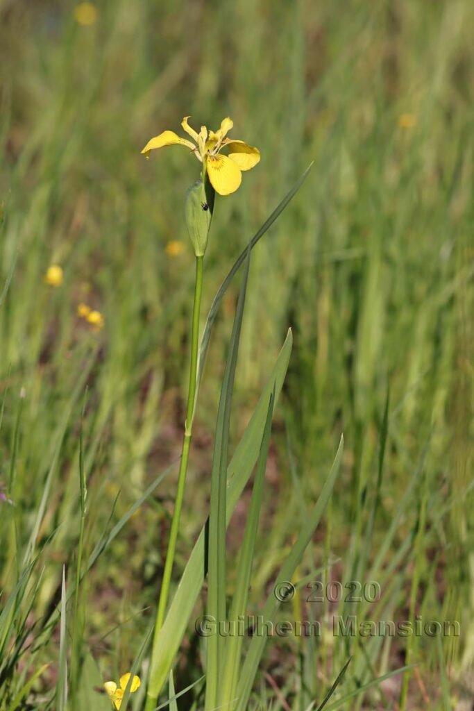 Iris pseudo-acorus vers Kloten (Suisse, Zurich)
