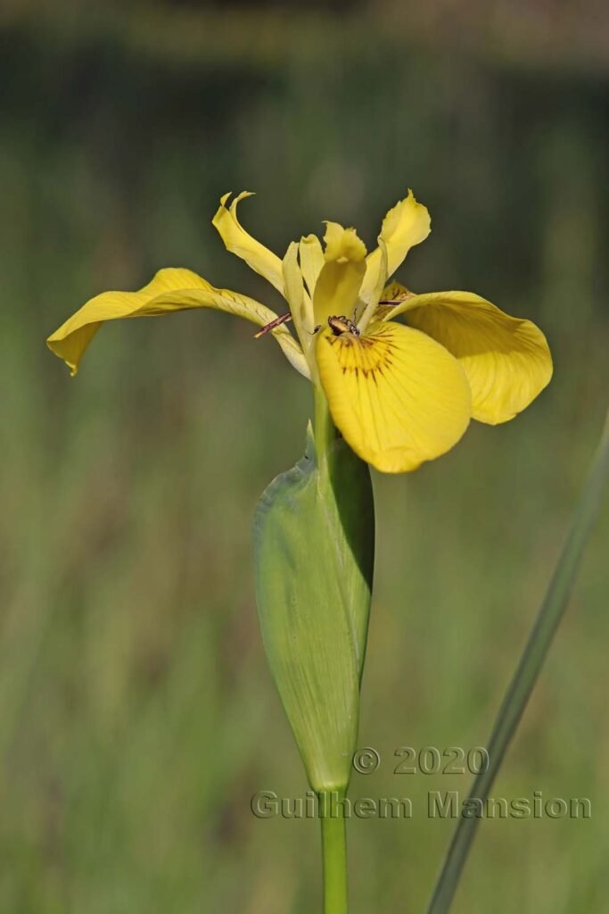 Iris pseudo-acorus vers Kloten (Suisse, Zurich)