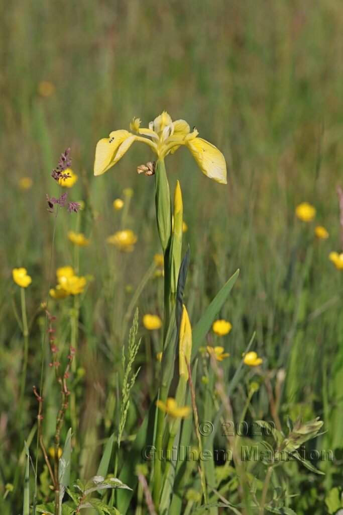 Iris pseudo-acorus vers Kloten (Suisse, Zurich)