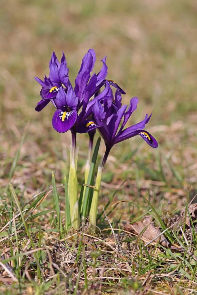 Iris reticulata vers Baden (Suisse, Argovie)