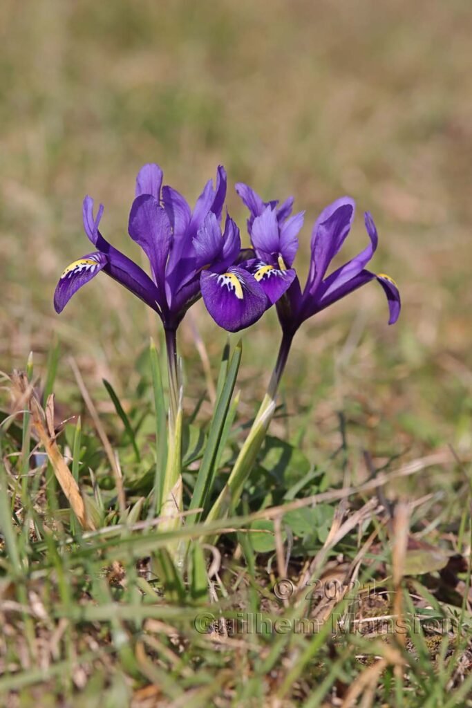 Iris reticulata vers Baden (Suisse, Argovie)