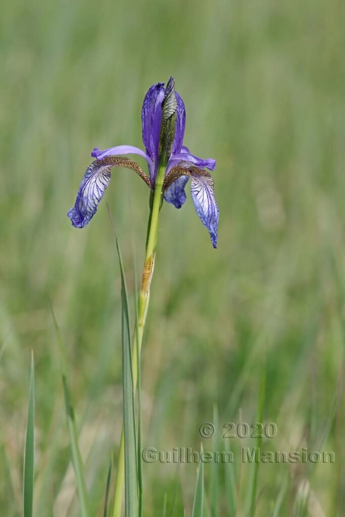 Iris sibirica vers l'aéroport de Zurich-Kloten (Suisse)