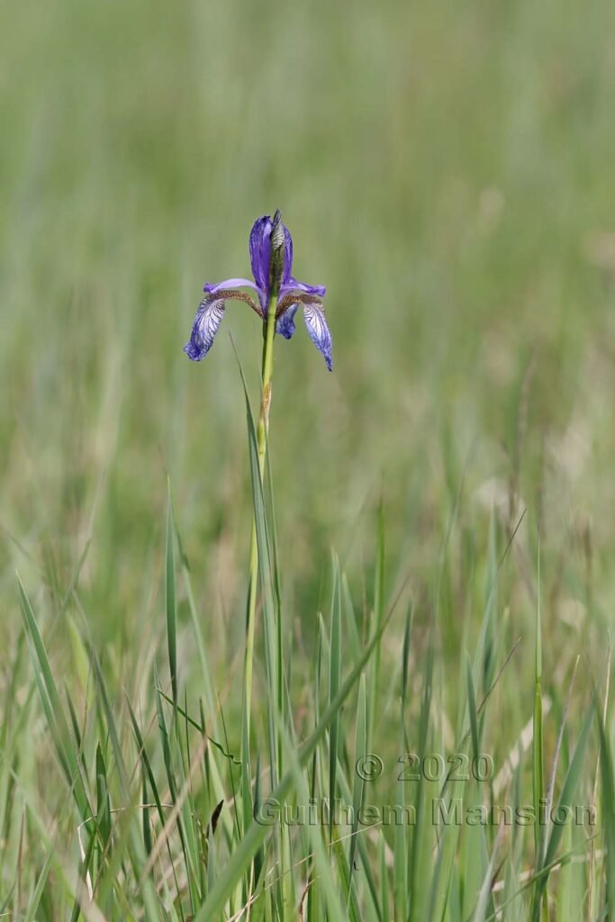 Iris sibirica vers l'aéroport de Zurich-Kloten (Suisse)