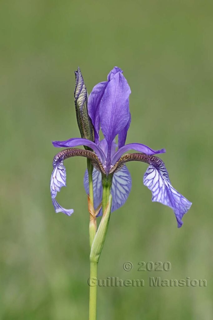 Iris sibirica vers l'aéroport de Zurich-Kloten (Suisse)