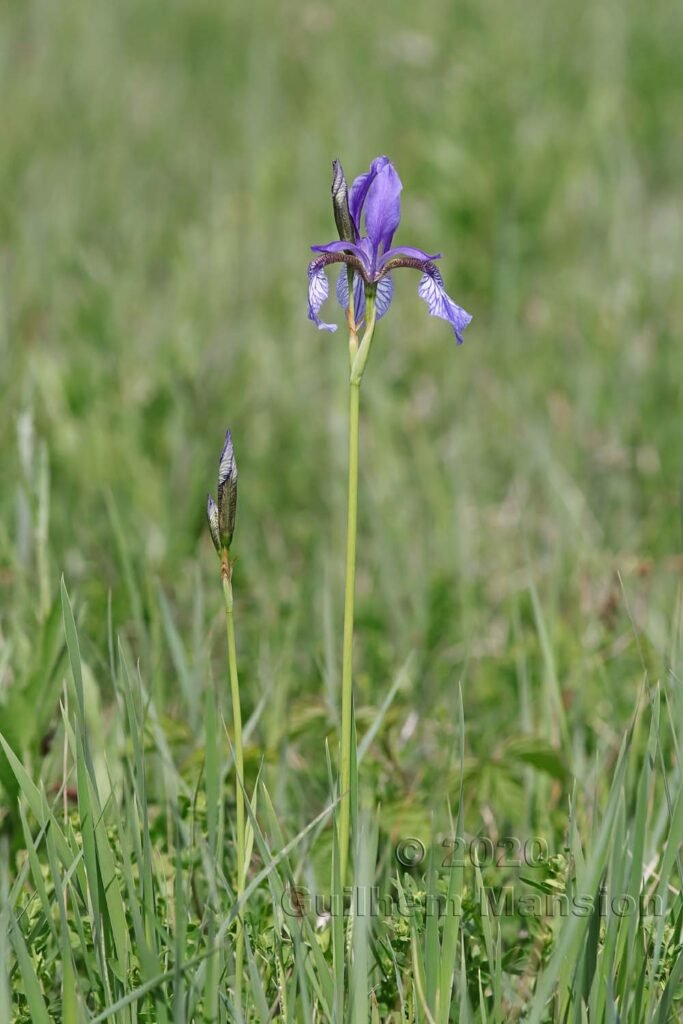 Iris sibirica vers l'aéroport de Zurich-Kloten (Suisse)