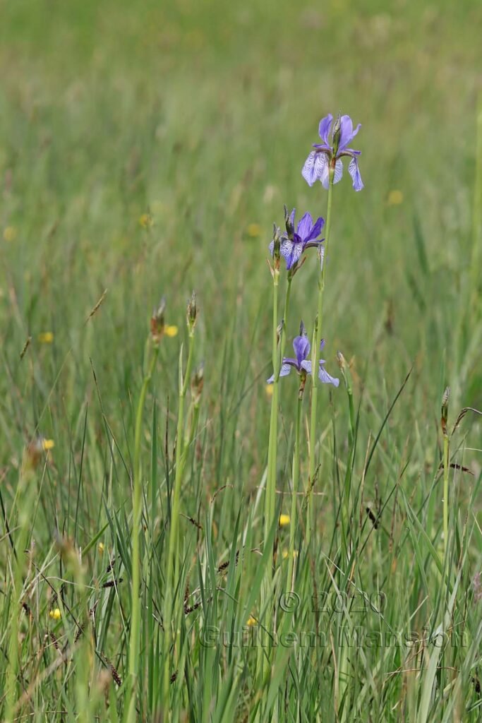Iris sibirica vers l'aéroport de Zurich-Kloten (Suisse)