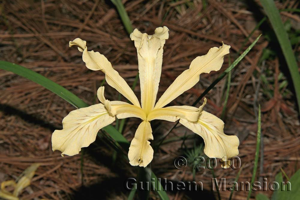 Iris tenuissima en Californie (USA)