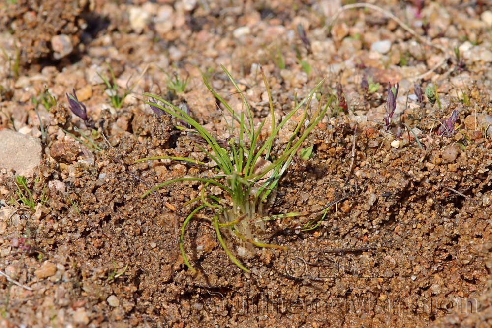 Isoetes sp. à Tre Padule (France, Corse-du-Sud)