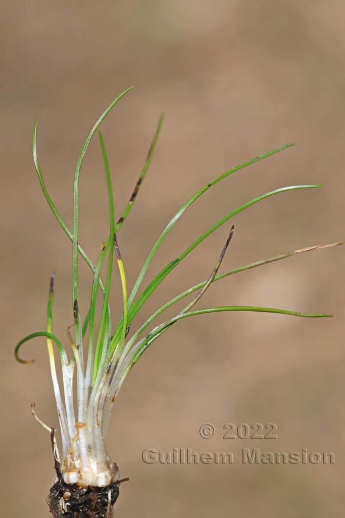 Isoetes sp. à Tre Padule (France, Corse-du-Sud)