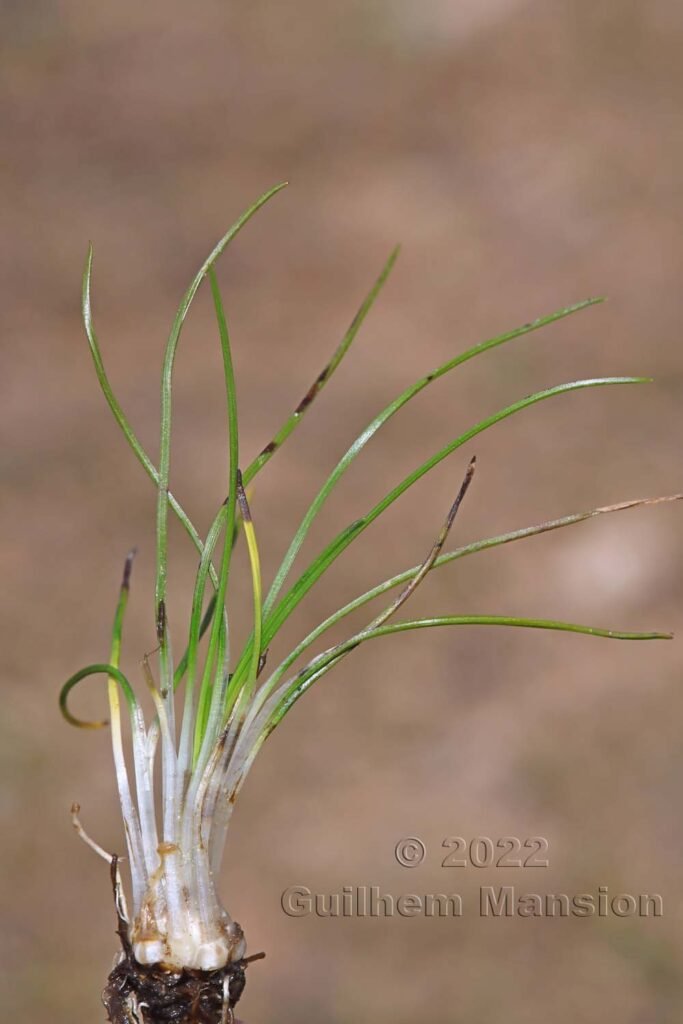 Isoetes sp. à Tre Padule (France, Corse-du-Sud)