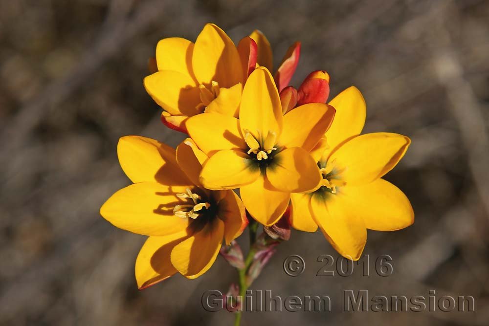 Ixia maculata à Silvermine (Afrique du Sud, Table Mountain National Parc)
