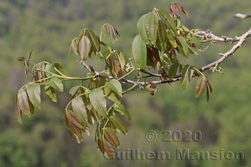 Juglans regia dans les Laegern (Suisse, Zurich)