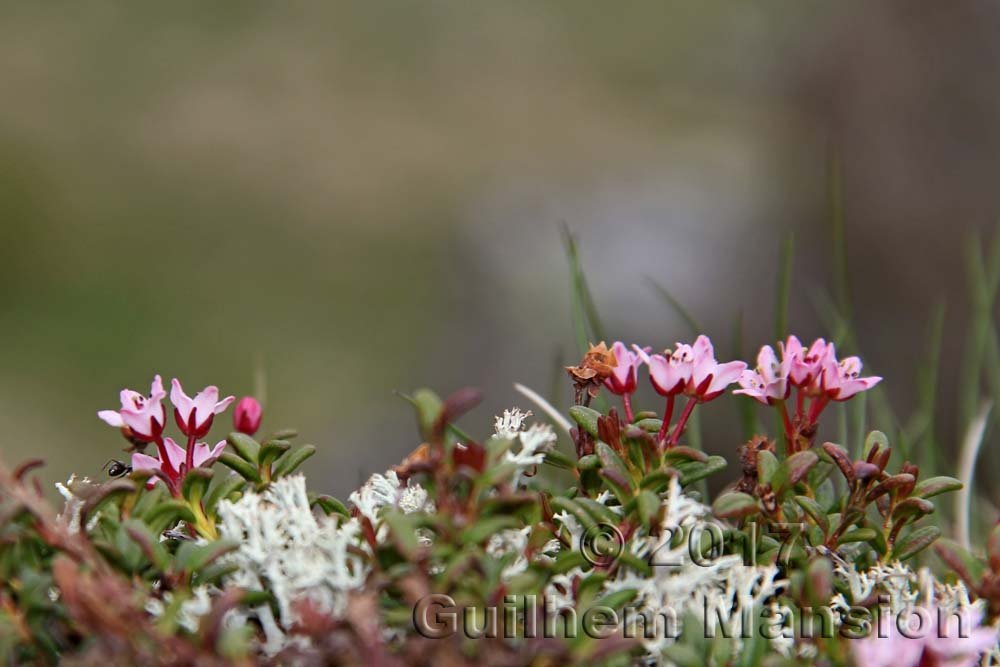 Kalmia procumbens au Loetschental (Suisse, Valais)