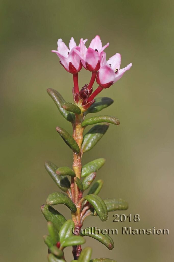 Kalmia procumbens vers Murgseen (Suisse, Saint-Gall)