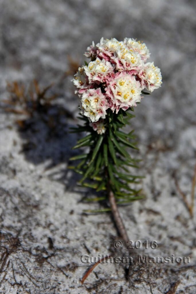 Lachnaea densiflora dans la réserve de Kogelberg (Afrique du Sud)