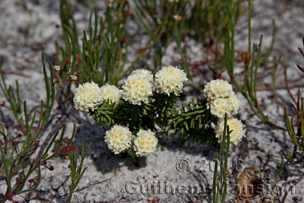 Lachnaea densiflora dans la réserve de Kogelberg (Afrique du Sud)