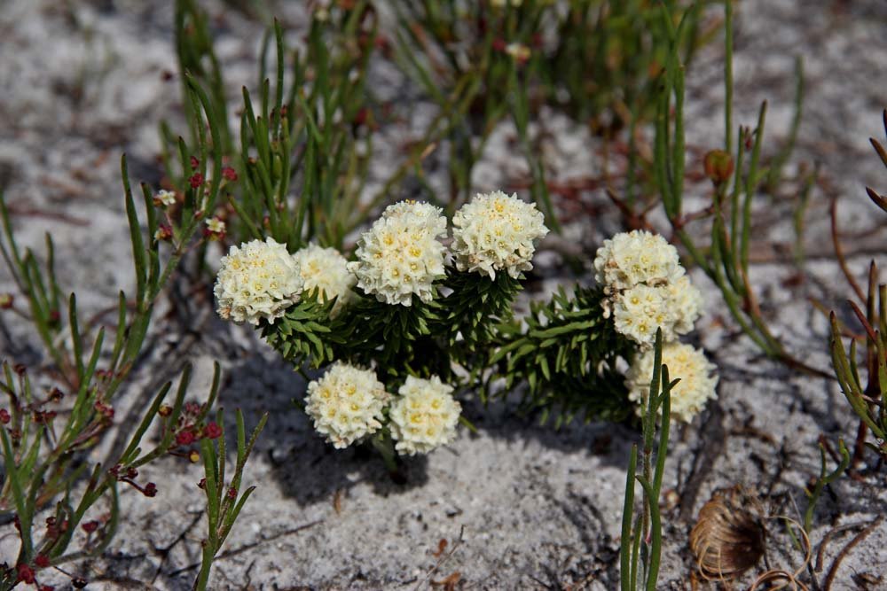 Lachnaea densiflora dans la réserve de Kogelberg (Afrique du Sud)