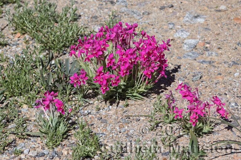 Lapeirousia silenoides dans la région de Springbok (Afrique du Sud)