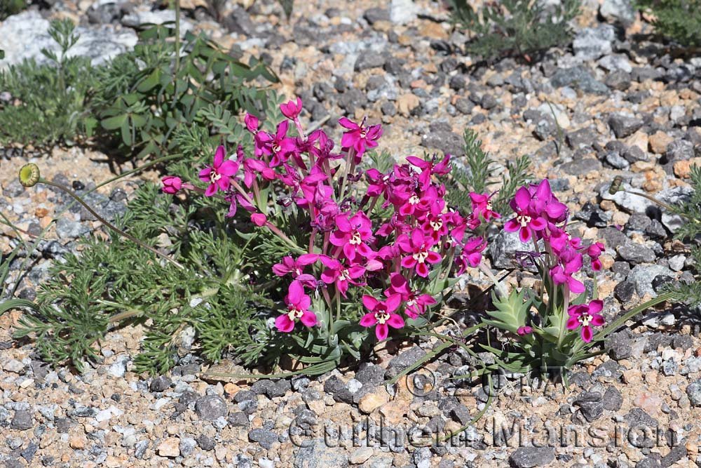 Lapeirousia silenoides dans la région de Springbok (Afrique du Sud)