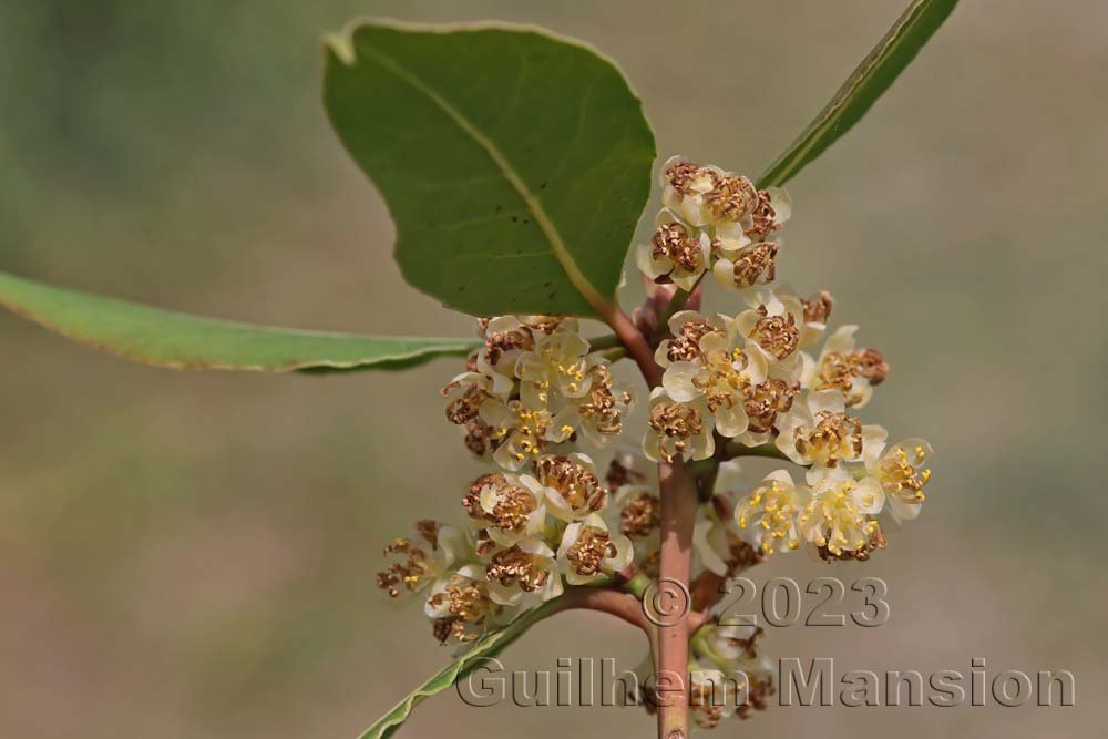Laurus nobilis à Fully (Suisse, Valais)