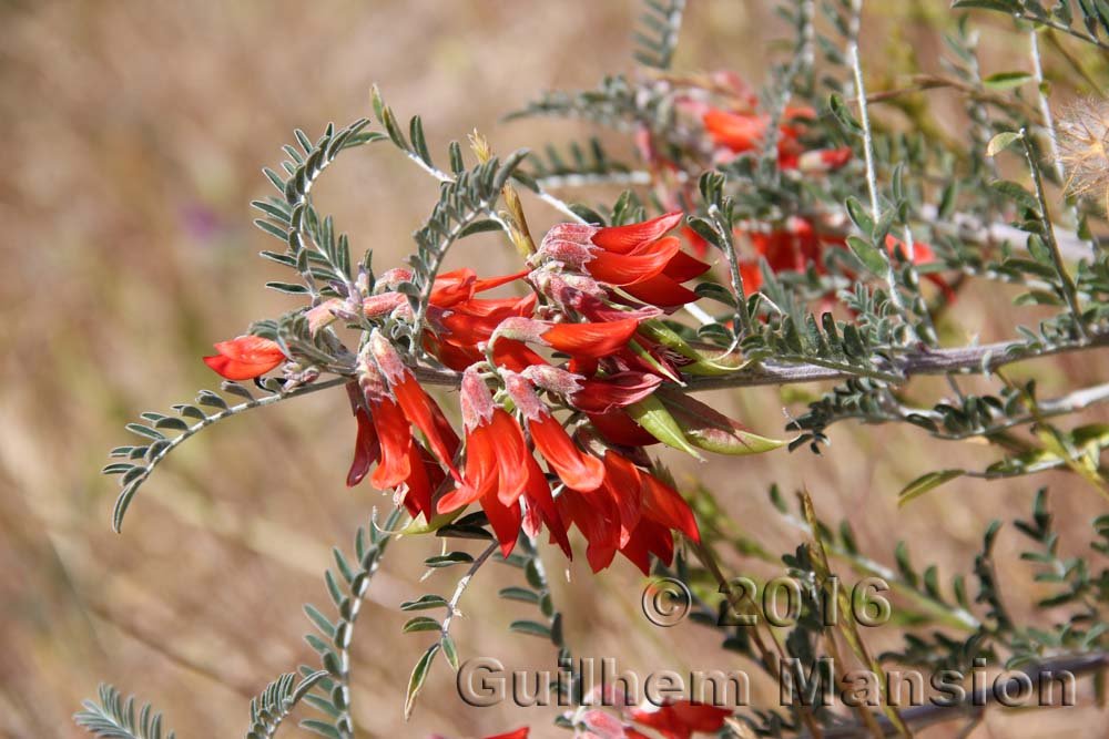 Lessertia frutescens dans la réserve de Kogelberg (Afrique du Sud)