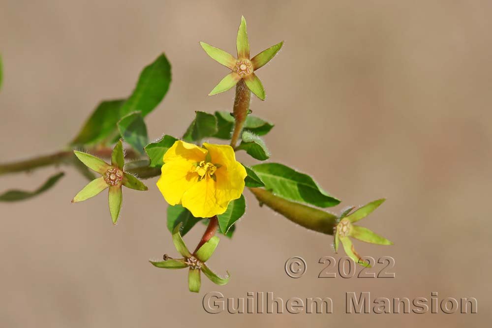 Ludwigia peploides près de Crest (France, Drôme)
