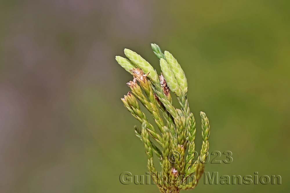 Lycopodium alpinum vers Zinal (Suisse, Valais)