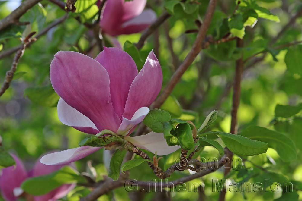 Magnolia soulangeana au pied des Laegern (Suisse, Zurich)
