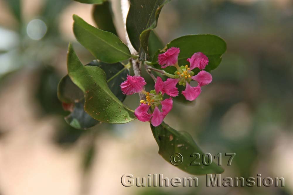 Malpighia emarginata dans le Palmetum de Santa Cruz (Espagne, Tenerife)