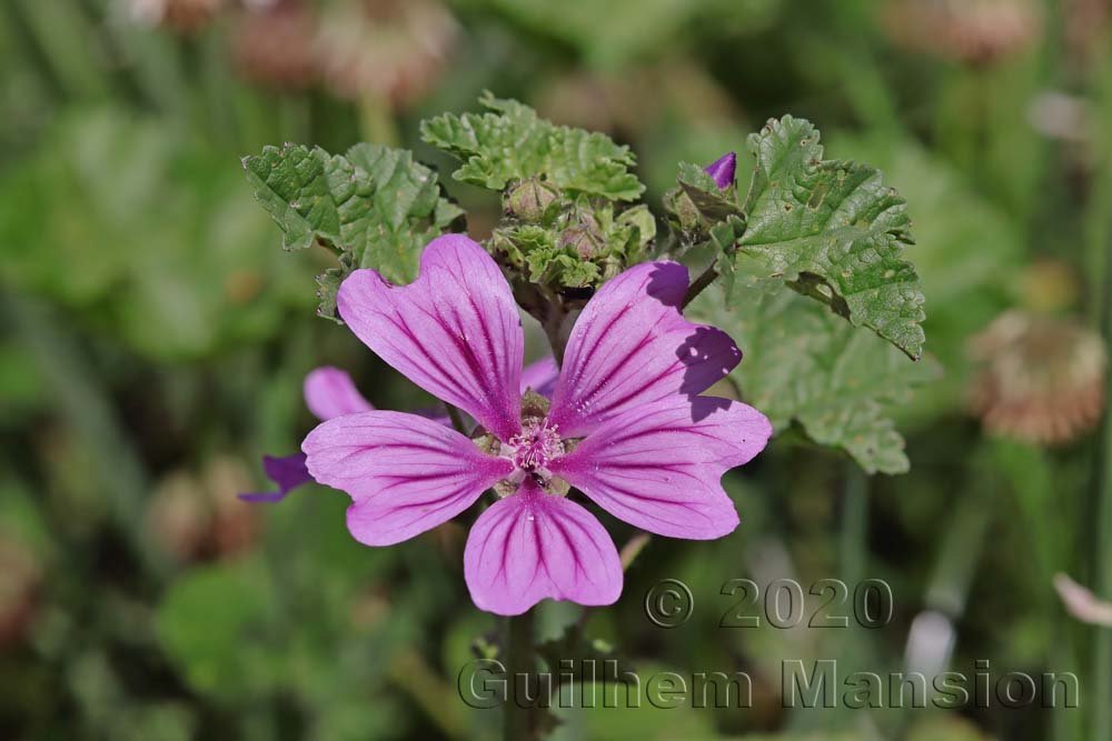 Malva sylvestris près de l'aéroport de Kloten (Suisse, Zurich)