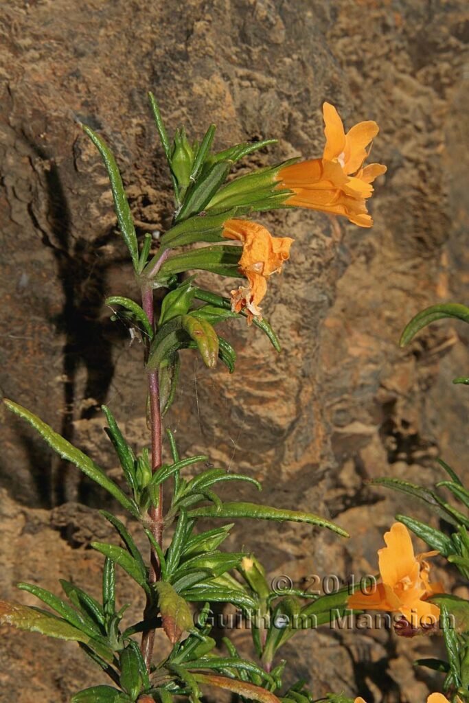 Mimulus aurantiacus en Californie (USA)
