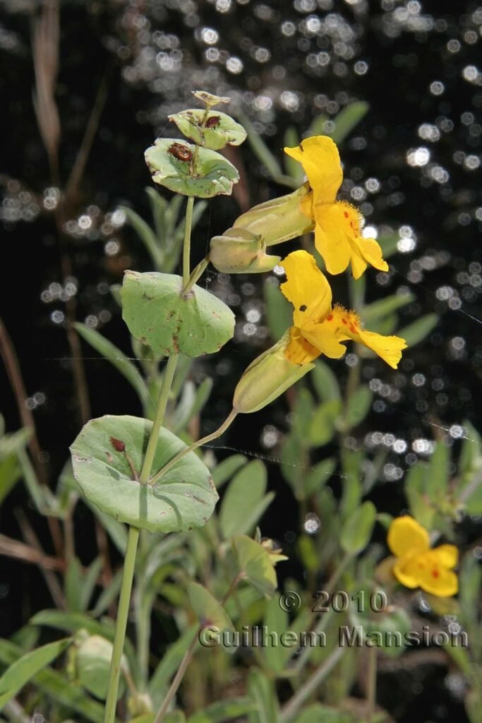 Mimulus glaucescens en Californie (USA)
