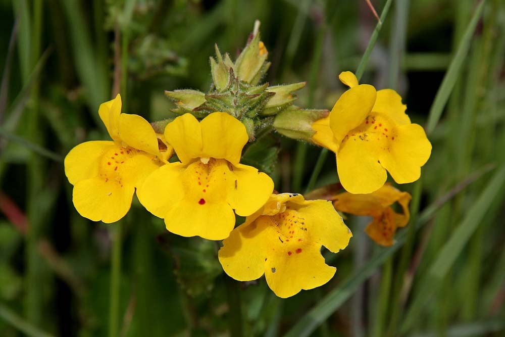 Mimulus guttatus